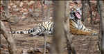 Her Royal Highness, Princess of Ranthambhore